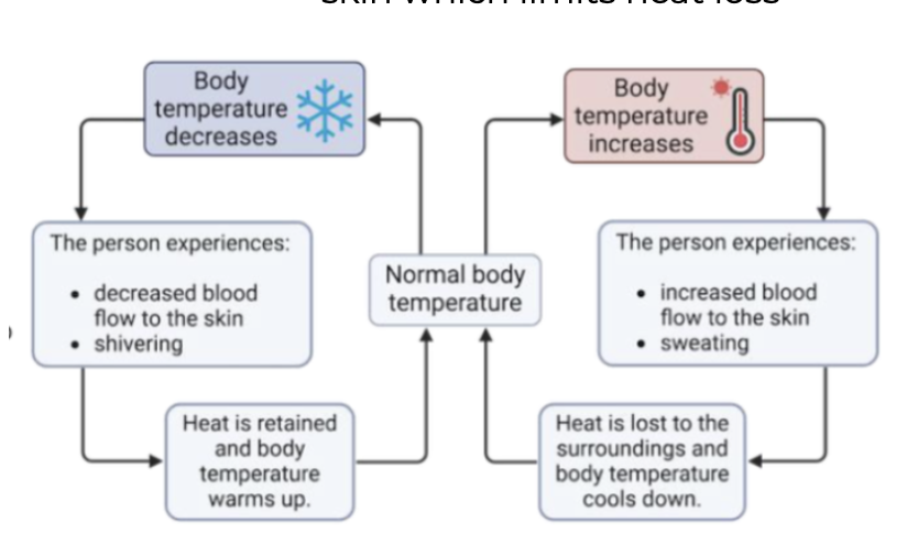 <ul><li><p>involve behaviors to stay near or return to a set point</p></li><li><p>If a person gets too hot, they may feel like lying down without moving, minimizing heat production</p></li><li><p>If a person gets too cold, they might feel like moving around</p></li></ul><p></p>