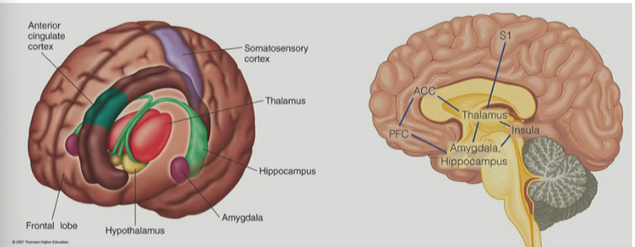 <p>true </p><p>(not at the same time though, but both will activate a SG- or SG+ cell that will close/open the gate)</p><p>__</p><p>signals from the nociceptors travel up the <strong><u>spinothalamic path</u></strong> &amp; activate:</p><ul><li><p><u>subcortical areas</u> (like <mark data-color="blue" style="background-color: blue; color: inherit;">hypothalamus, limbic system, and thalamus</mark>)</p></li><li><p><u>cortical areas</u> (like <mark data-color="blue" style="background-color: blue; color: inherit;">S1 and S2</mark>) <u>in the somatosensory cortex</u>, the <u>insula</u>, and the <u>anterior cingulate cortex (ACC)</u></p><ul><li><p>&amp; these cortical areas combined make up the <strong><u>pain matrix</u></strong></p></li></ul></li></ul><p></p>