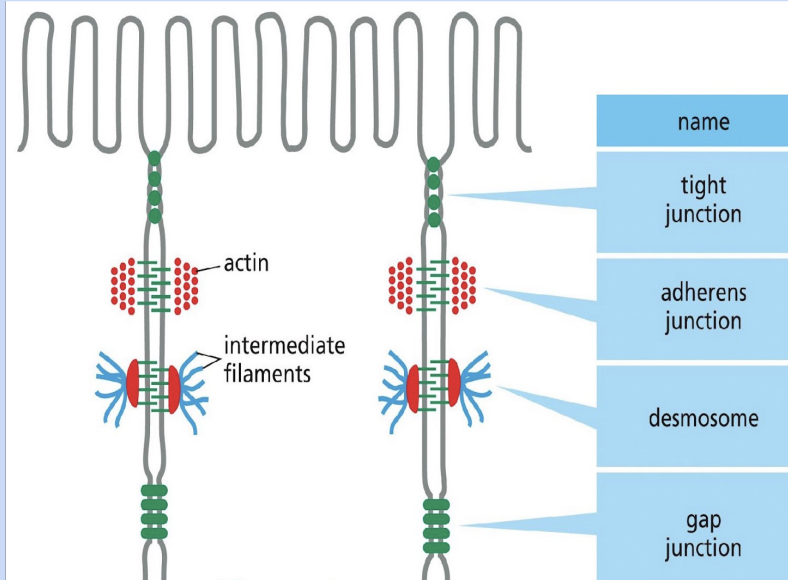 <p>forms channels that allow SMALL, INTRAcellular, WATER-SOLUBLE molecules (including inorganic ions and metabolites) to pass from cell to cell</p><ul><li><p>allow very rapid flow of ions </p></li><li><p>enable cells to communicate electrically and chemically → esp important in cardiac muscle cells </p></li></ul><p></p>