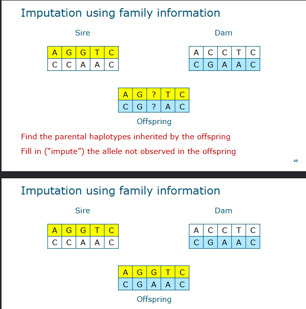 <p>Find the parental haplotypes inherited by the offspring</p><p>Fill in (impute) the allele not observed in the offspring</p>