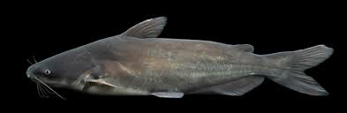 <p><span>• Ictalurus furcatus<br>• 10-40 pounds (can exceed 100<br>pounds)<br>• 30-40 inches<br>• Uncommon prefers “natural”<br>rivers<br>• Most common in the Ohio River<br>from Portsmouth to Cincinnati<br>• Deeply forked tail<br>• Anal fin straight bottom edge<br>with 30-36 rays<br>• Light gray body with no spots</span></p>