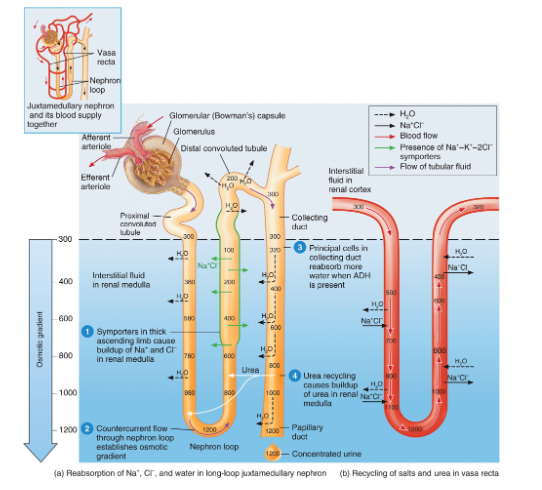 <p>when ADH level is high, kidneys secrete concentrated urine to conserve water, large volume of water is reabsorped from tubular fluid into interstitial fluid,</p><p>ascending limb cells of nephron loop- establish osmotic gradient in renal medulla</p><p>collecting ducts- absorbing more water and urea</p><p>urea recycling causing a build up of urea in renal medulla</p><p>* 2 types of countercurrent mechansims</p><p>involves juxtamedullary nephrons with long nephron loops, osmotic gradient created by countercurrent multiplier, colutes pump out of ascending limb but water stays in tubule, medulla osmolarity is increased</p><p>in presence of ADH- collecting ducts are very permeable to water- tubular fluid becomes very concentrated</p><p>movement of water carries urea to the medulla, contributing to its osmolarity</p><p></p>
