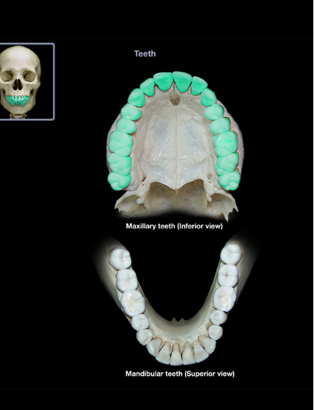 <p><span>Maxillary teeth</span></p>