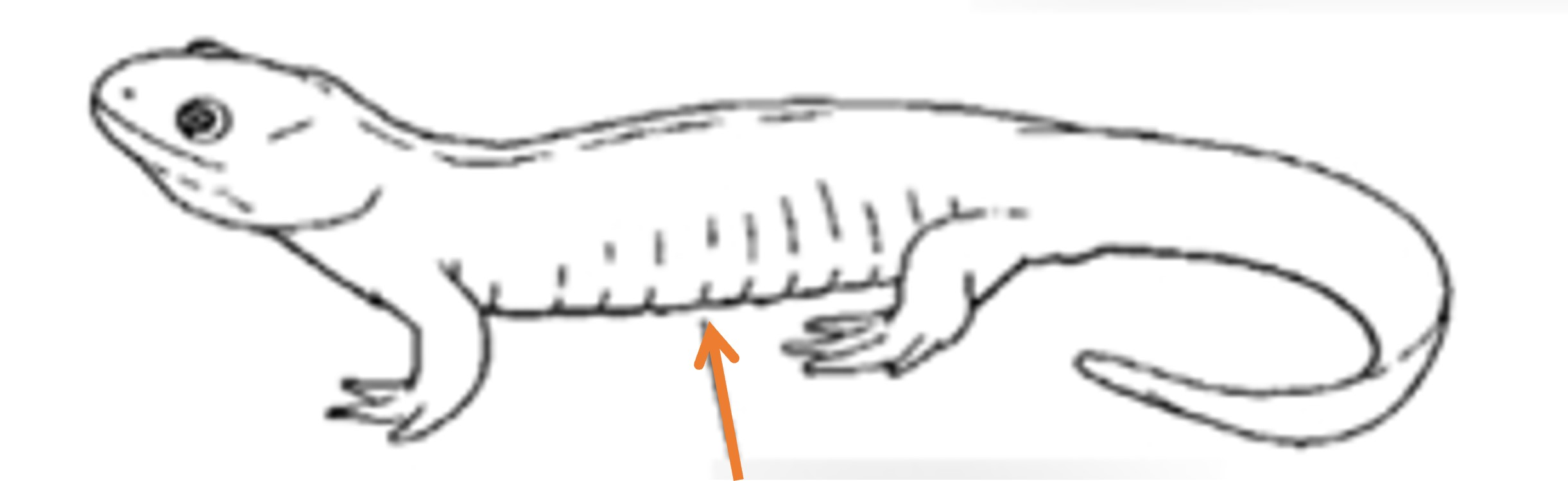 <p><span>What structure is the arrow pointing to? </span></p>