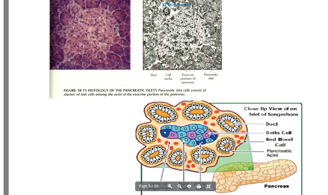<ul><li><p>exocrine gland</p><ul><li><p>secretes digestive enzymes into the small intestine</p></li><li><p>makes up the majority of the pancreas</p></li></ul></li><li><p>endocrine gland</p><ul><li><p>made of clusters of specialized endocrine cells called <strong>islets of langerhans</strong></p></li><li><p>secrete insulin and glucagon</p><ul><li><p>the primary hormones that regulate blood glucose levels</p></li></ul></li><li><p>only 2% of the pancreas</p></li></ul></li></ul><p></p>