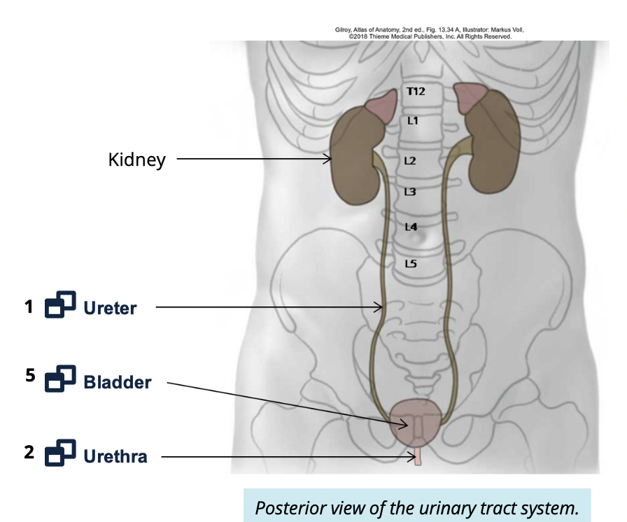 <ul><li><p>ureters</p></li><li><p>bladder</p></li><li><p>urethra </p></li></ul><p></p>