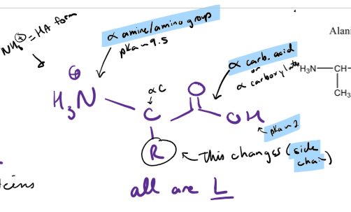 <p>Describe amino acids, including chirality, stereochemistry, number, and shape</p>