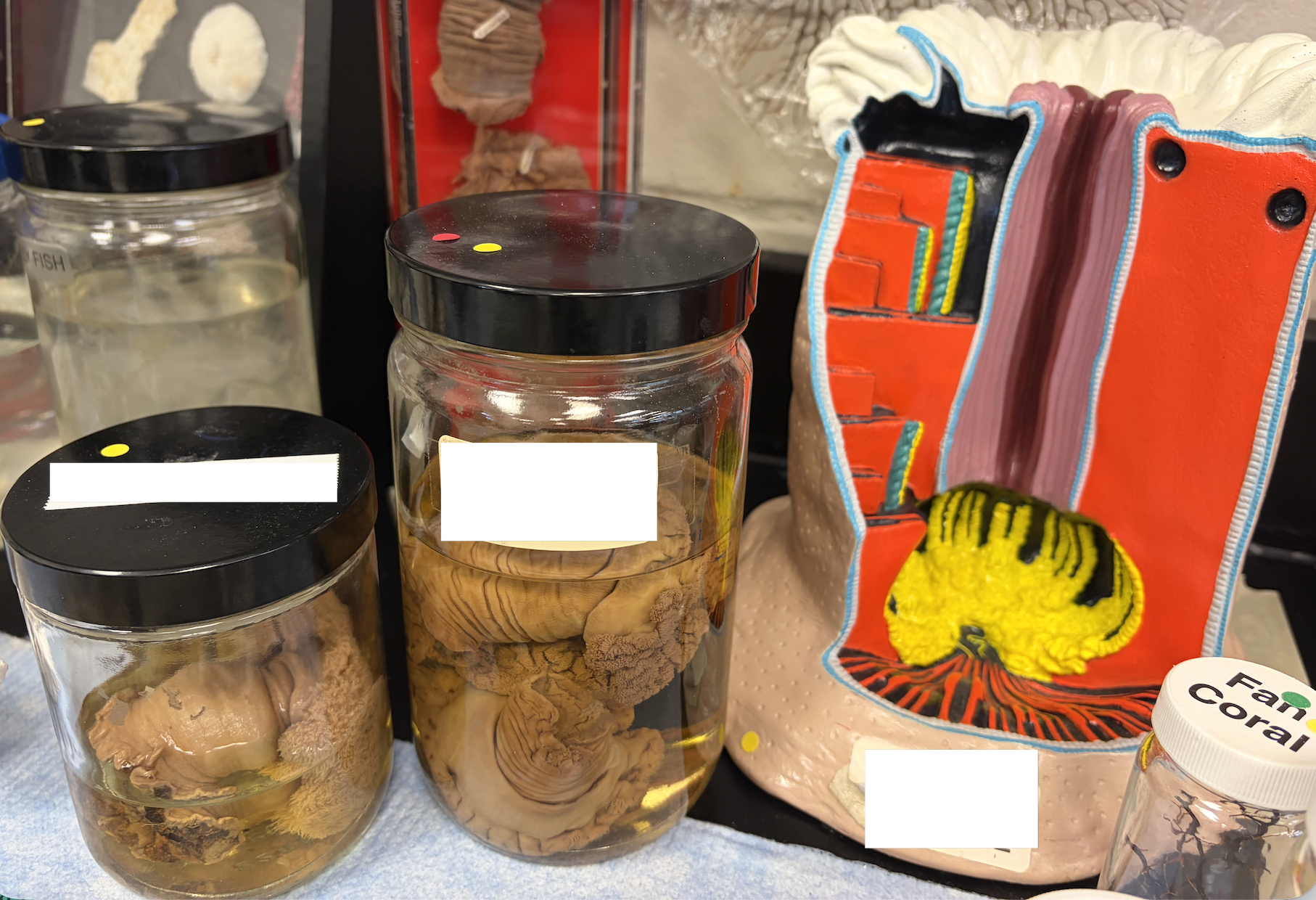 <p>What are these? Are they polyps or medusa?</p>
