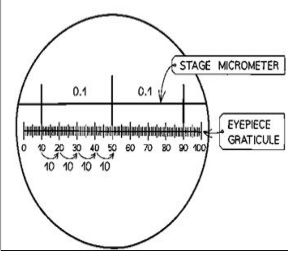 <p>●The stage micrometre shows the actual size of the image using divisions</p><p>that are each 100 μm (0.1 mm) apart.</p><p>● Each 100 μm division of the stage micrometre is equivalent to 20 eyepiece</p><p>graticule divisions, which means that one graticule division is equal to 5 μm.</p><p></p><p>Make sure that all your measurements are in the same SI units before you carry out calculations.</p>
