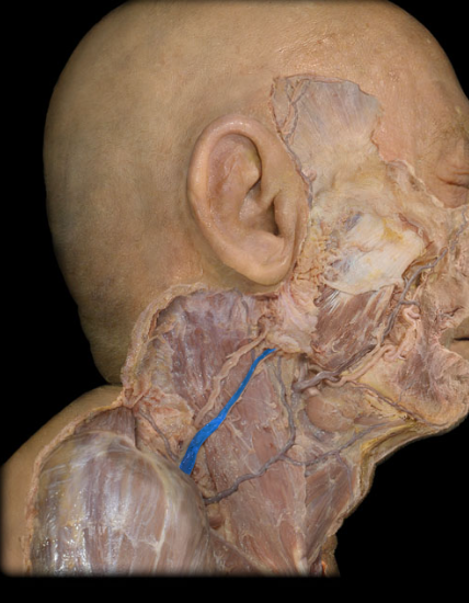 <p>superficial, from the lateral neck and inferior to the face, over the sternocleidomastoid muscle to the subclavian vein</p>