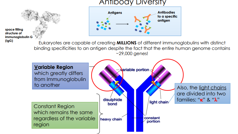 <p>type of programmed genomic rearrangment </p>