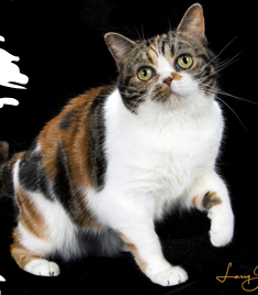 <p>Medium size, sturdy, working cat</p><p>15-20 years </p>