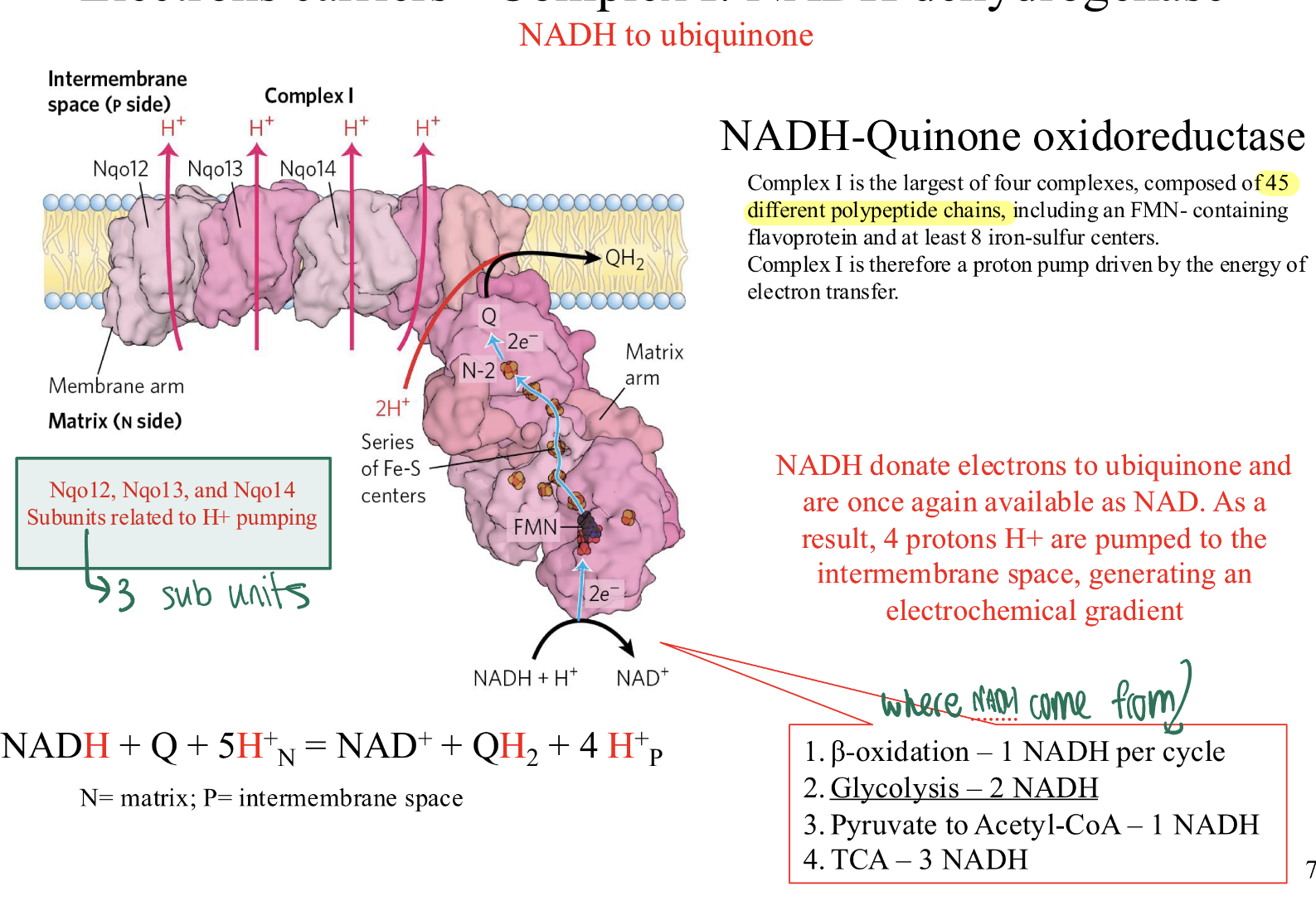 <p>= NADH-QUINONE OXIREDUCTASE</p><p>CONTAINS: 45 diff polypeptide chains, including FMN- containing</p><p>flavoprotein and at least 8 iron-sulfur centers.</p><p>IT IS: a proton pump driven by the energy of electron transfer.</p><ul><li><p>THREE SUBUNITS: Nqo12, Nqo13, and Nqo14 related to H+ pumpin</p></li></ul><p><strong><u>WHAT HAPPENS:</u></strong></p><p>NADH donate electrons to ubiquinone and are once again available as NAD—> 4 protons H+ are pumped to the intermembrane space, generating an</p><p>electrochemical gradient</p><ul><li><p><span>Electrons travel through a </span><strong><span>Flavin mononucleotide (FMN)</span></strong><span> and several </span><strong><span>Iron-Sulphur (Fe-S) clusters</span></strong><span>.</span></p></li></ul><p><strong><span>The Result:</span></strong><span> The energy from these electrons allows Complex I to pump </span><strong><span>4 protons </span></strong><span>into the intermembrane space.</span></p><ul><li><p><strong><span>Handoff:</span></strong><span> The electrons are given to </span><strong><span>Ubiquinone (Q)</span></strong><span>.&nbsp;</span></p></li></ul><p>OVERALL RXN= NADH + Q + 5H+(from matrix) = NAD+ + QH2 + 4 H+(into inter membrane)</p><p></p>