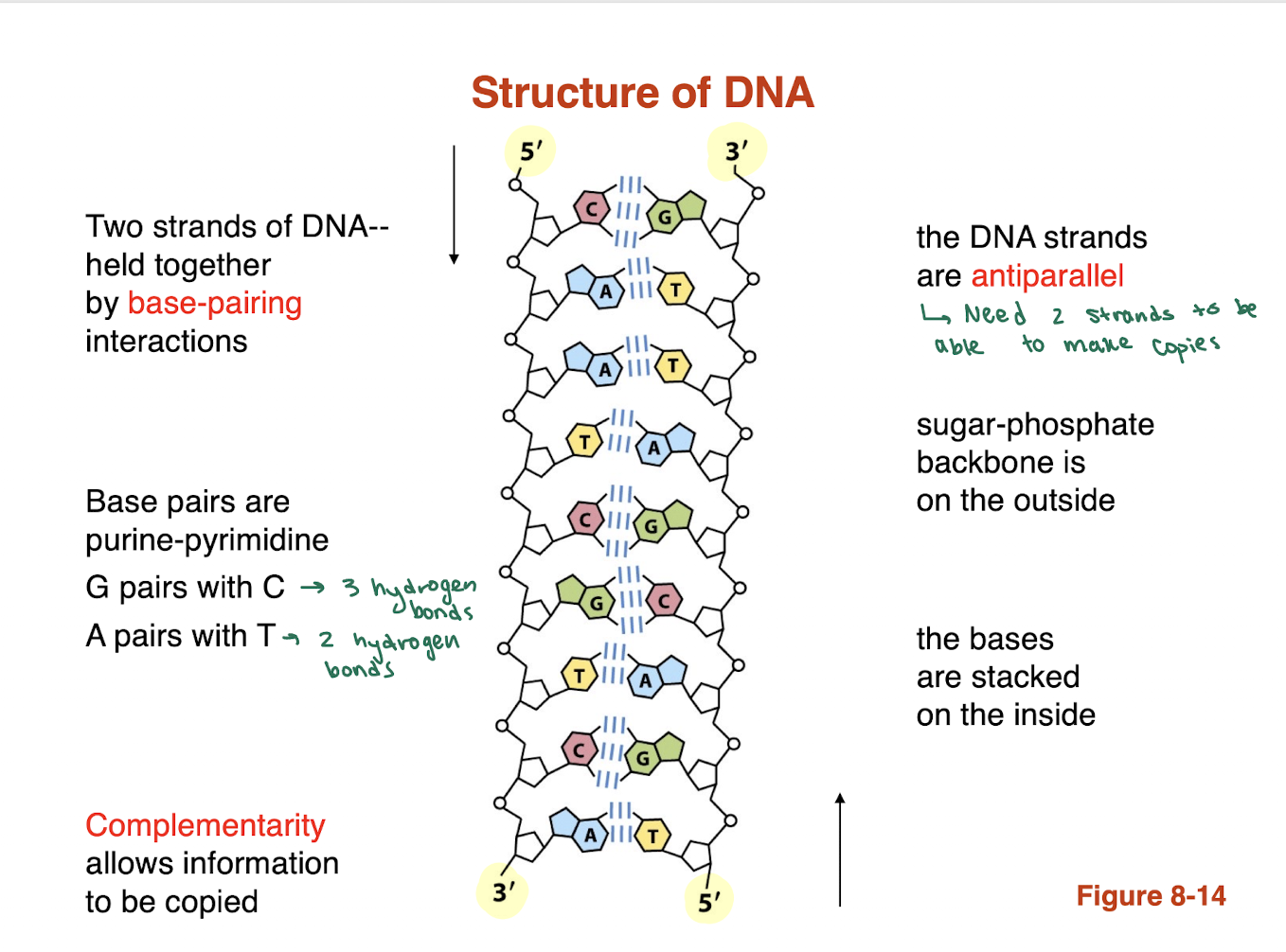 <ul><li><p>sugar phosphate backbone is stacked on the outside </p></li><li><p>bases are stacked on the inside </p></li></ul><p></p><p></p>
