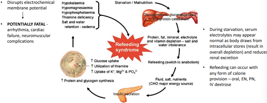 <p>Starvation → low insulin, body uses fat/protein → total body depletion of electrolytes</p><p>Refeeding (↑ carbs during feed time) → ↑ insulin → <strong>shift of electrolytes into cells</strong></p><p>Result: rapid ↓ in serum:</p><ul><li><p><strong>Phosphate (most important)</strong></p></li><li><p>Potassium</p></li><li><p>Magnesium</p></li></ul><p>Also: sodium/water retention → fluid overload</p>
