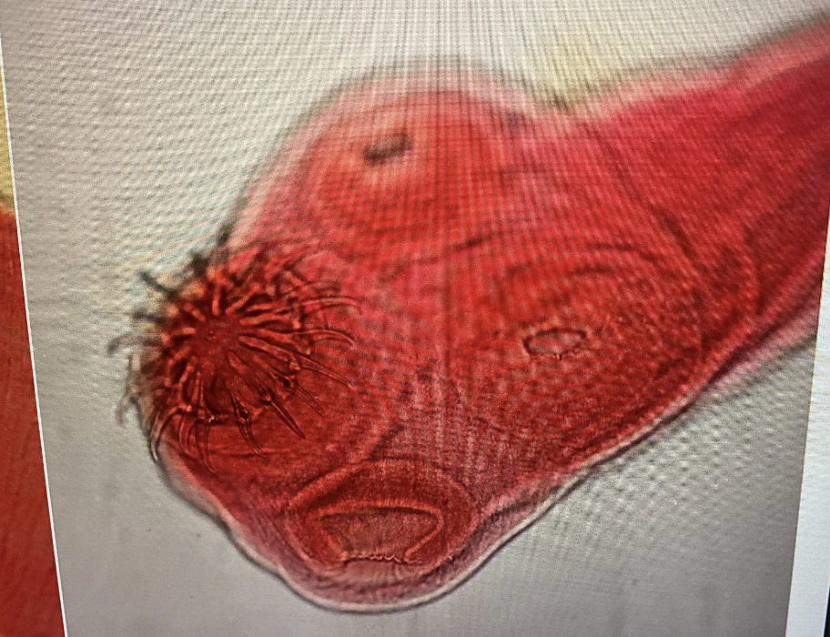 <p>Kingdom?</p><p class="p1">Phylum?</p><p class="p1">Class?</p><p class="p1">Subclass?</p><p class="p1">Order?</p><p class="p1">Family?</p><p class="p1">Species?</p>