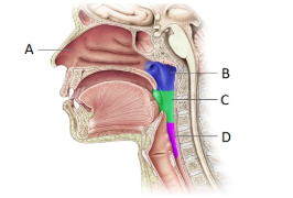 <p><span style="line-height: 17.375px;">Which letter correctly identifies the nasopharynx?&nbsp;</span></p>