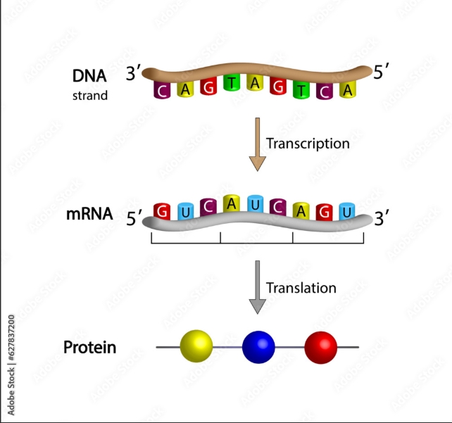<p>DNA base pair Thiamine pairs to mRNA Adenine, while DNA base pair ______ pairs to _____ in mRNA</p>