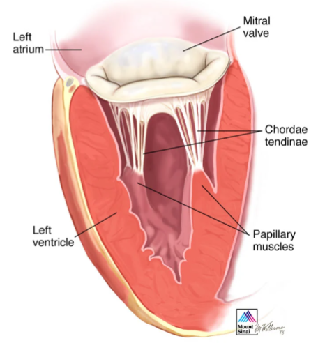 <p>Tricuspid valve - 3 cusps</p><p>Bicuspid (miral) - 2 cusps</p><p>Chordae tendineae</p><p>Papillary muscle</p>