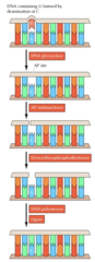 <p>- Incorrect base is removed from DNA backbone (deoxyribose)</p><p>- Then replaced with the correct base</p>