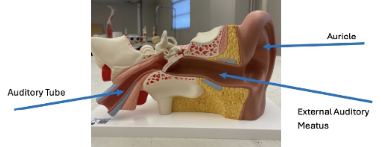 <p>auricle, external auditory meatus, auditory tube</p>