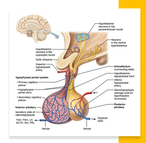 <p>Pituitary Gland (Hypophysis) </p>
