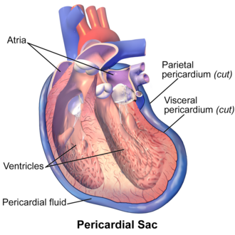 <p>Sac surrounds heart</p><p>• Layers</p><p>– Fibrous pericardium- thick</p><p>– Serous pericardium- thin</p><p>• Outer parietal layer</p><p>– Fused to fibrous pericardium</p><p>• Inner visceral layer (Epicardium)</p><p>– Attached to heart muscle</p><p>– Pericardial space between parietal and visceral layers</p><p>• Pericardial fluid inside</p><p>•Pericarditis</p>