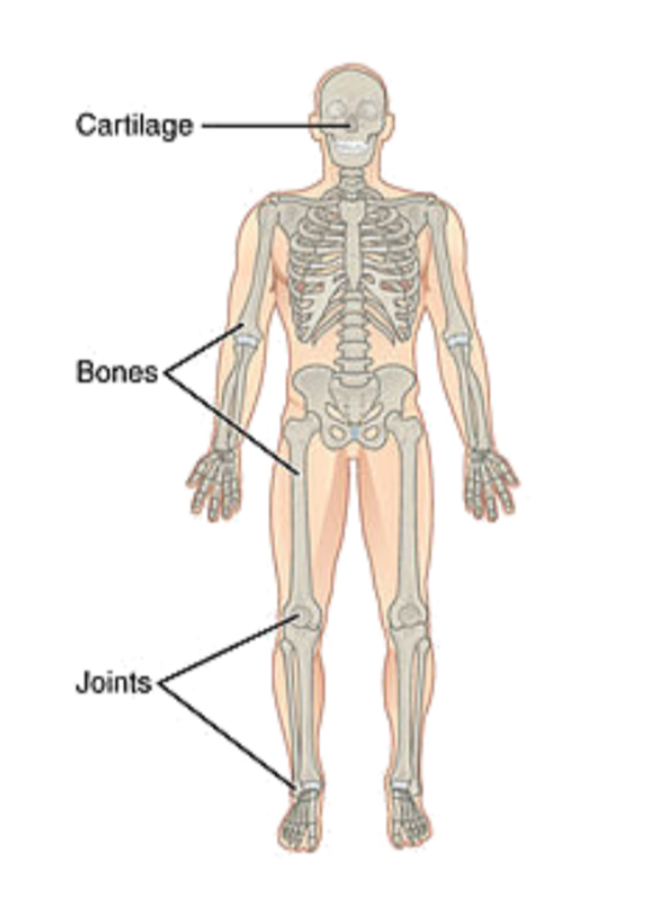<p>skeletal system </p>