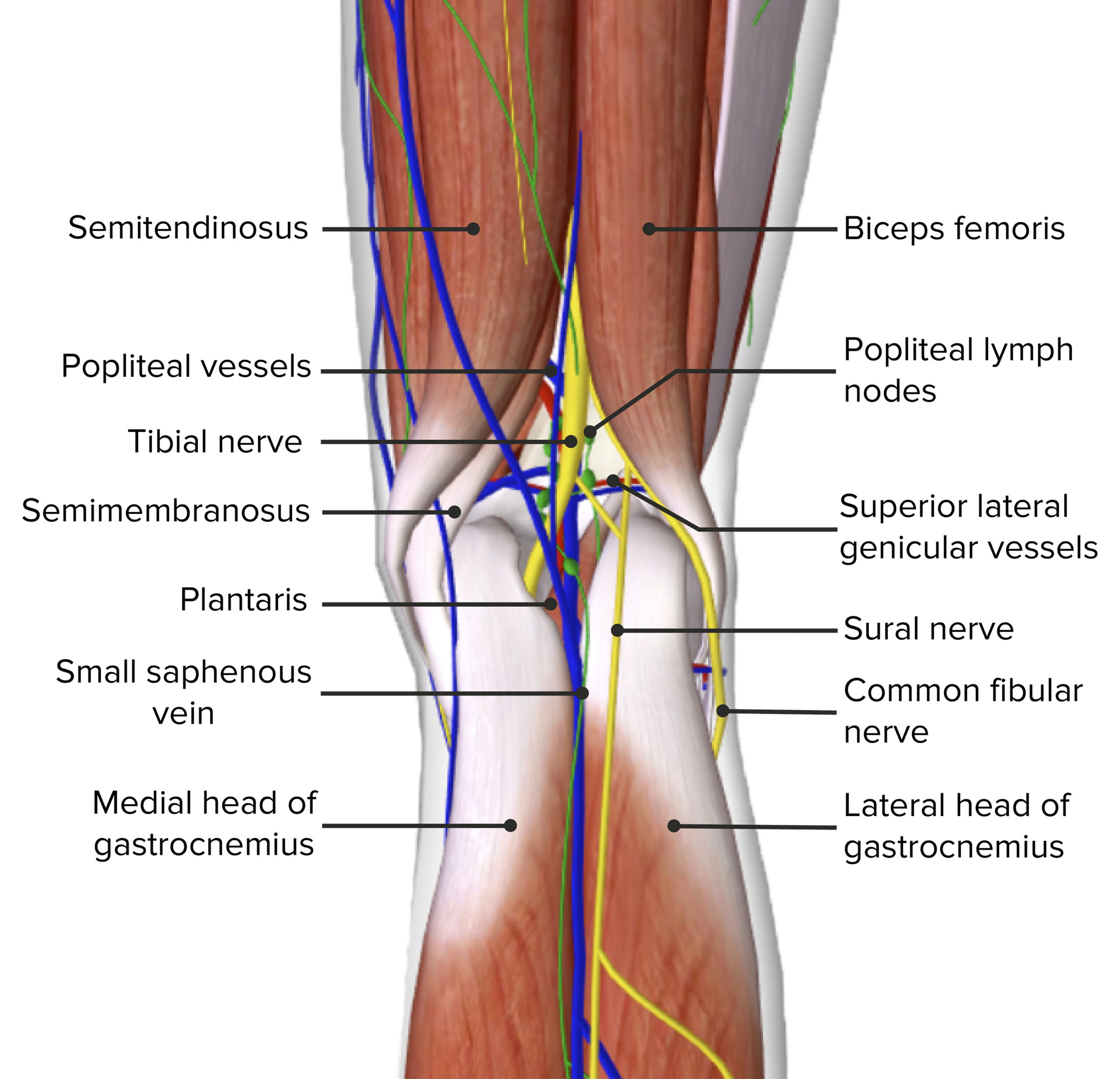 <p>Nerves</p><ul><li><p>the nerves are the most superficial of the structures passing through the popliteal fossa and include:</p><ul><li><p>tibial nerve</p></li><li><p>common fibular nerve</p></li><li><p>sural nerve</p></li><li><p>posterior femoral cutaneous nerve</p></li></ul></li><li><p>the sciatic nerve bifurcates into the tibial and common fibular nerves at the superior angle of the popliteal fossa</p></li><li><p>the tibial nerve passes through the fossa inferiorly and exits deep to plantaris to enter the posterior compartment of the leg</p></li><li><p>the common fibular nerve traverses the fossa close to the medial border of biceps femoris before exiting superficial to the lateral head of gastrocnemius </p></li></ul><p></p><p>Blood Vessels</p><ul><li><p>the popliteal artery (branch of the femoral artery) enters the poplital fossa by passing under semimembranosus, travels through the fossa inferolaterally, and enters the posterior compartment of the leg where it branches off to form 5 genicular arteries that supply the knee</p></li><li><p>the popliteal vein is a continuation of the posterior tibial vein and lies superficial to the popliteal artery</p><ul><li><p>it becomes the femoral vein after exiting the fossa superiorly</p></li></ul></li><li><p>the short saphenous vein anastomoses with the popliteal vein within the fossa</p></li></ul><p></p><p>Lymph Nodes</p><ul><li><p>popliteal lymph nodes </p></li></ul><p></p><p>Mnemonic</p><ul><li><p>from medial to lateral</p></li></ul><p><strong>S</strong>erve <strong>A</strong>nd <strong>V</strong>olley <strong>N</strong>ext <strong>B</strong>all.</p><ul><li><p><strong>S</strong>emimembranosus/<strong>S</strong>emitendinosus</p></li><li><p><strong>A</strong>rtery (popliteal)</p></li><li><p><strong>V</strong>ein (popliteal)</p></li><li><p><strong>N</strong>erve (sciatic)</p></li><li><p><strong>B</strong>iceps femoris</p></li></ul><p></p>