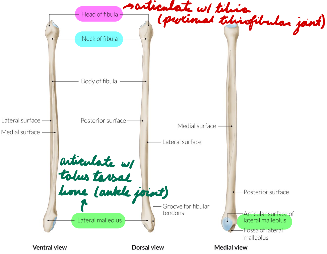 <p>Lateral</p><p>Non-weight bearing</p><p>Proximal:</p><ul><li><p>Head: Pointed end</p><ul><li><p>Articulate with tibia (proximal tibiofibular joint)</p></li></ul></li><li><p>Neck: Constriction between head + shaft</p></li></ul><p>Distal:</p><ul><li><p>Lateral Malleolus: Bony projection</p></li><li><p>Articulate with talus tarsal bone (ankle joint)</p></li></ul><p></p>