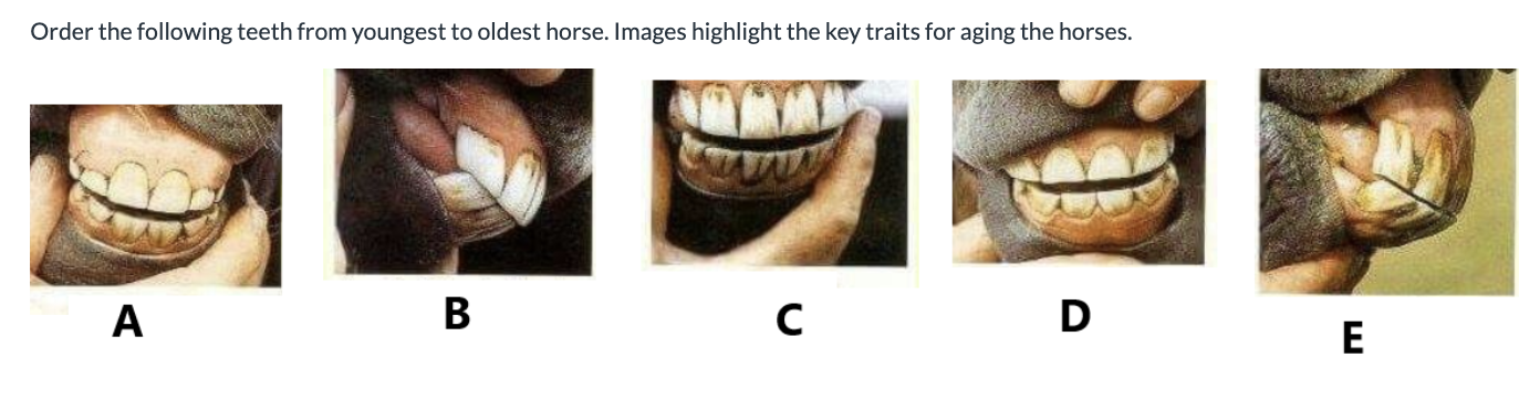 <p><span style="background-color: transparent;">Label them youngest to oldest?</span></p>