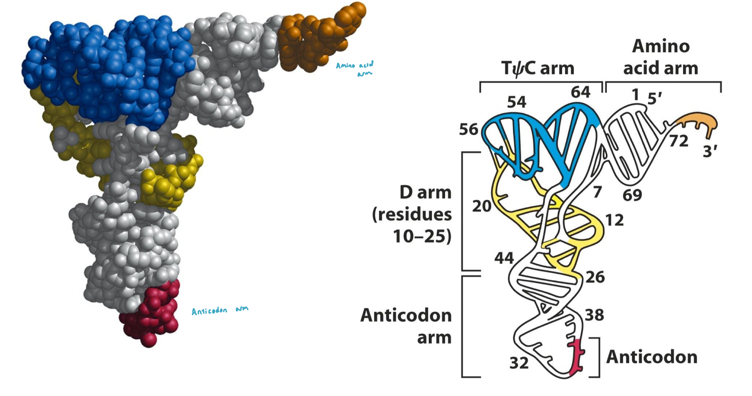 <ul><li><p>the 3D tertiary structure resembles a twisted L w/ the anti-codon and amino acid positions locate in both extremities </p></li></ul><p></p>