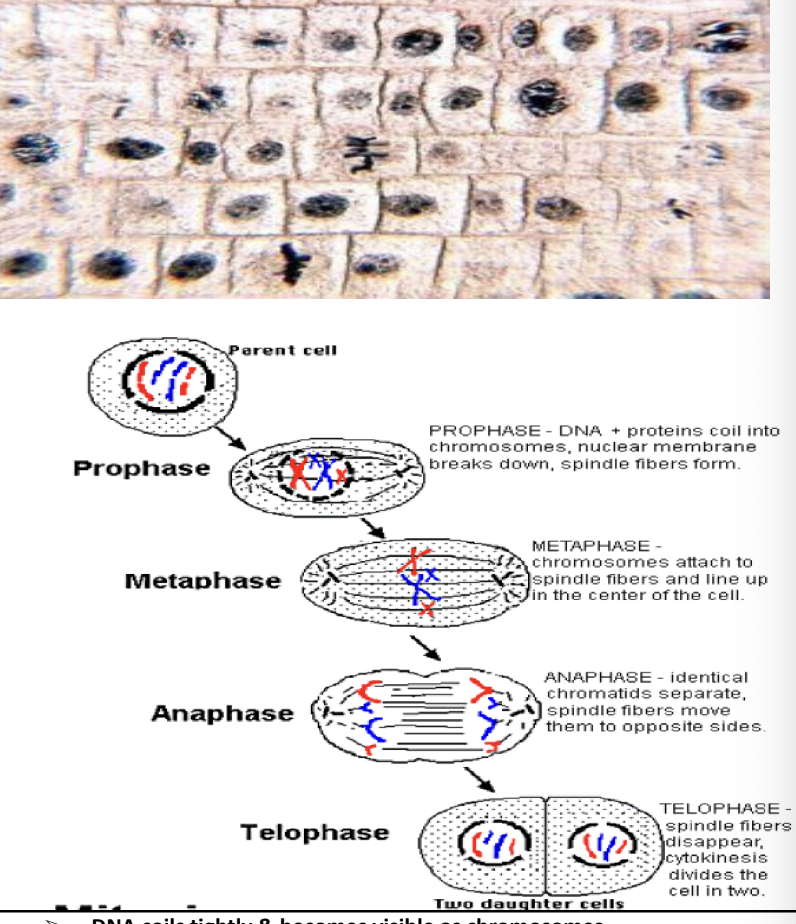 <p>Stages of mitosis </p>