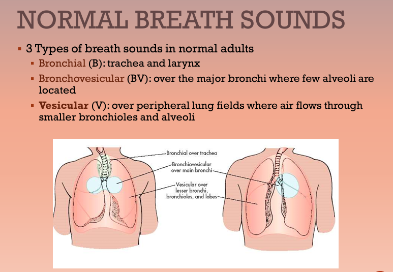 <ul><li><p>Bronchial (B) (trachea, larynx)</p></li><li><p>Bronchovesicular (BV) (major bronchi)</p></li><li><p>Vesicular (V) (peripheral lung fields)</p></li></ul><p></p>