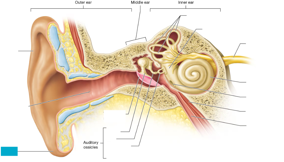 <p>Soft, fleshy lower part of the ear (earlobe) with no cartilage</p>