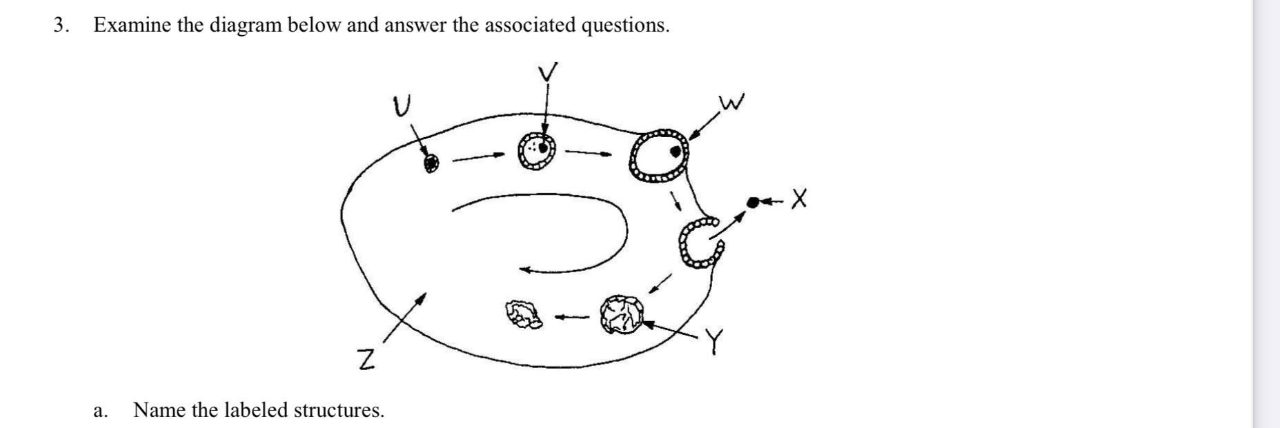 <p>Name each structure &amp; what is occurring at each one?</p>