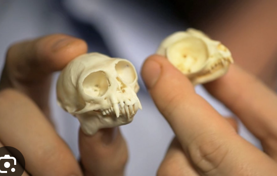 <p>Upper: 2/1/3/3</p><p>Lower: 1/1/3/3</p>