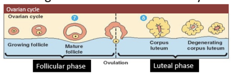 <ul><li><p>ovum is released into the oviduct from one of the ovaries</p></li><li><p>ovum moves down oviduct by peristalsis and cilia</p></li></ul><p></p>