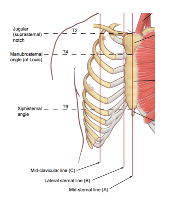<p><span>•Sternal notch/Jugular notch</span></p><p><span style="font-family: "Helvetica Neue";">•</span><span>T2 vertebra</span></p><p><span style="font-family: "Helvetica Neue";">•</span><span>Rib 1</span></p><p><span style="font-family: "Helvetica Neue";">•</span><span>Sternal angle</span></p><p><span style="font-family: "Helvetica Neue";">•</span><span>T4 vertebra (T4-T5 intervertebral disk)</span></p><p><span style="font-family: "Helvetica Neue";">•</span><span>Rib 2</span></p><p><span style="font-family: "Helvetica Neue";">•</span><span>Aortic arch</span></p><p><span style="font-family: "Helvetica Neue";">•</span><span>Carina (bifurcation of trachea)</span></p>
