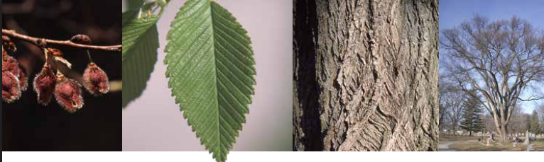 <p>Identify this tree: </p>