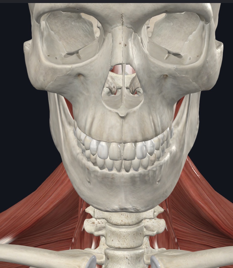 <p>Aid in extension and rotation of vertebral column</p>