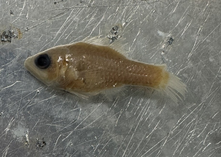 <p>Family Apogonidea (cardinalfishes) - <em>Apogon pseudomaculatus</em></p>