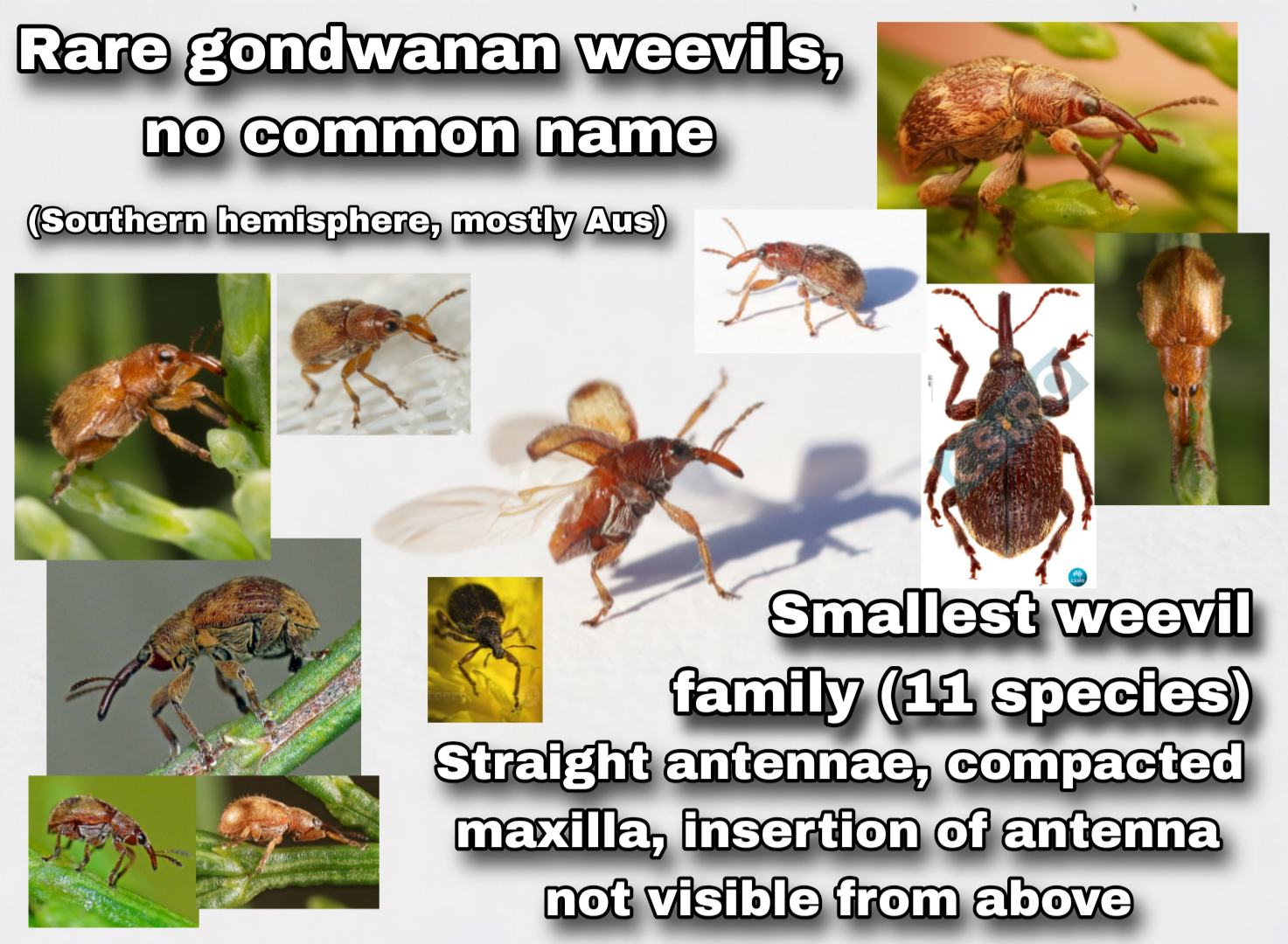 <p>Gondwanan weevils</p>