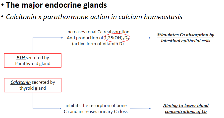 <p><strong>Parathyroid Hormone (PTH)</strong><br> Secreted by <strong>parathyroid gland</strong><br> <strong>Increases renal Ca reabsorption</strong><br> Stimulates production of <strong>1,25(OH)₂D₃</strong> (active vitamin D)<br> Enhances <strong>Ca absorption</strong> by <strong>intestinal epithelial cells</strong><br> Overall effect: <strong>raises blood calcium levels</strong></p><p><strong>Calcitonin</strong><br> Secreted by <strong>thyroid gland (C cells)</strong><br> <strong>Inhibits bone Ca resorption</strong><br> <strong>Increases urinary Ca loss</strong><br> Overall effect: <strong>lowers blood calcium levels</strong></p>