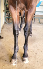 <p>How does a horse with a toed out limb walk?</p>