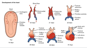 <ul><li><p><strong>Myocardium – mesoderm</strong></p></li><li><p>week 3-4</p><ul><li><p>embryo too large for diffusion of nutrients</p></li><li><p>Heart has to start working before it completes development</p></li><li><p>Two <strong>endocardial tubes </strong>fuse by day 21</p></li><li><p>beating ~ day 22</p></li><li><p>Differentiates in 5 distinct regions</p></li><li><p>Bending/folding</p></li></ul></li><li><p>Sinus venosus</p><ul><li><p>Superior vena cava</p></li><li><p>Coronary sinus</p></li><li><p>Portion of right atrium</p></li></ul></li><li><p>Truncus arteriosus</p><ul><li><p>Ascending aorta</p></li><li><p>Pulmonary trunk</p></li></ul></li></ul><p></p>