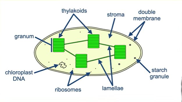 <p>They have a double membrane , they control what molecules leave and enter the chloroplast.</p><p>Thylakoids on different grana are connected together by flattened membranes called lamellae. These play a role in the light dependent reactions , and allow chemicals to pass between the grana.</p><p>Starch is stored in the chloroplast as starch granules (glucose can be converted to starch)</p><p>Chloroplassts contain loop of DNA, contains genes which encode some of the proteins needed for protein synthesis</p><p>Contains ribosomes, synthesise proteins encoded by chloroplast DNA</p>