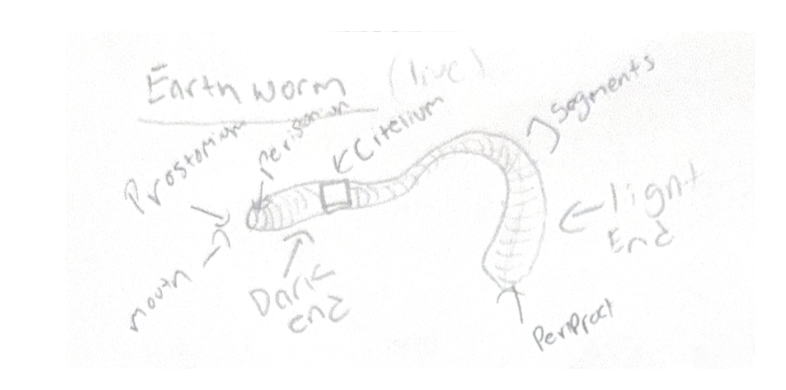 <p><strong>Prostomium</strong></p><ul><li><p>Small, pointed</p></li><li><p>Function: sensory (very reduced)</p></li></ul><div data-type="horizontalRule"><hr></div><p><strong>Peristomium (mouth)</strong></p><ul><li><p>Function: ingestion</p></li></ul><div data-type="horizontalRule"><hr></div><p><strong>Clitellum (VERY IMPORTANT)</strong></p><ul><li><p>Thick band (around segment ~32–37)</p></li><li><p>Function:</p><ul><li><p>secretes mucus during mating</p></li><li><p>forms cocoon for embryos</p></li></ul></li></ul><div data-type="horizontalRule"><hr></div><p><strong>Setae (chaetae)</strong></p><ul><li><p>Tiny bristles</p></li><li><p>Function:</p><ul><li><p>traction during movement</p></li></ul></li></ul><div data-type="horizontalRule"><hr></div><p><strong>Pygidium + anus</strong></p><ul><li><p>Function: waste removal</p></li></ul><div data-type="horizontalRule"><hr></div><p><strong>Dorsal blood vessel</strong></p><ul><li><p>Function: circulation</p></li></ul><p></p>