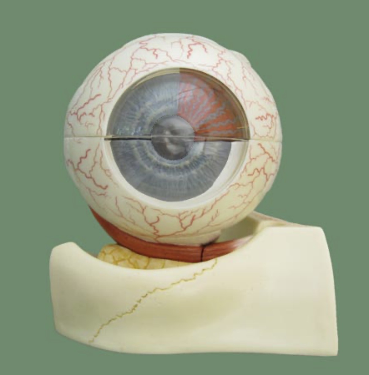 <p>the opening in the center of the iris</p><p>controls light entry</p>