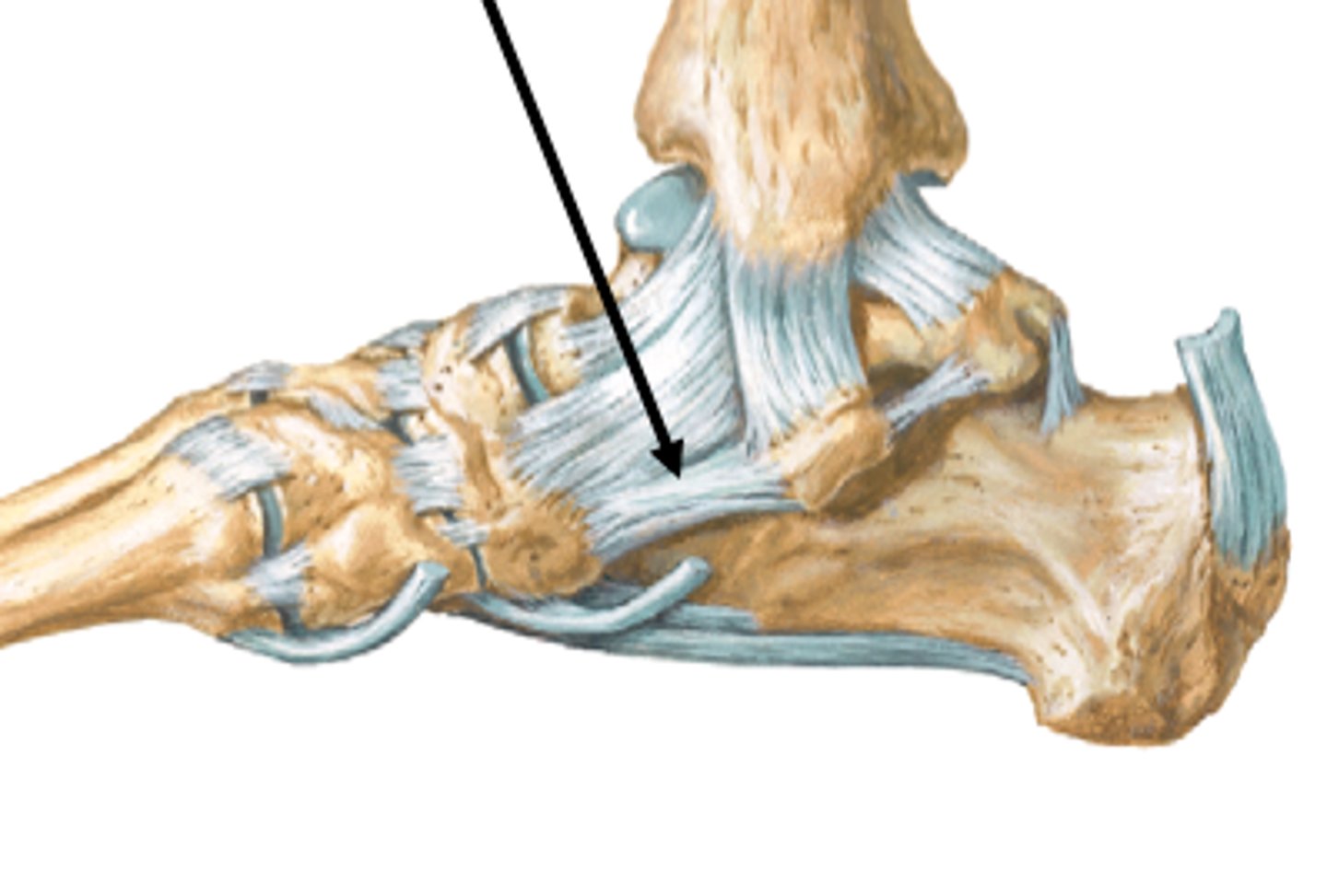 <p>supports medial longitudinal arch</p>